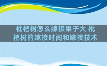 枇杷树怎么嫁接果子大 枇杷树的嫁接时间和嫁接技术